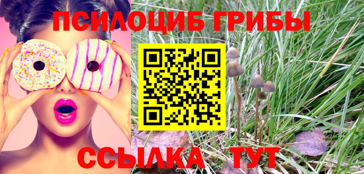 Галлюциногенные грибы Psilocybe Якутск